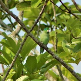 periquito-anteojos-aves-altomira-manizales