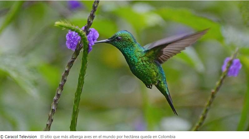 El sitio que más alberga aves en el mundo por hectárea queda en Colombia